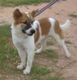 Oles 2006-07-11
